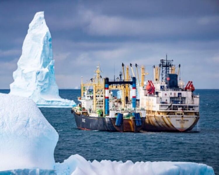 Забележителното завръщане на антарктическите китове е застрашено от риболова на крил 