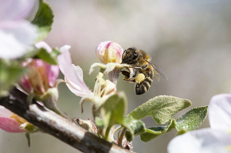 Надежда за екосистемата: Изкуствен прашец от модифицирани дрожди спасява пчелите