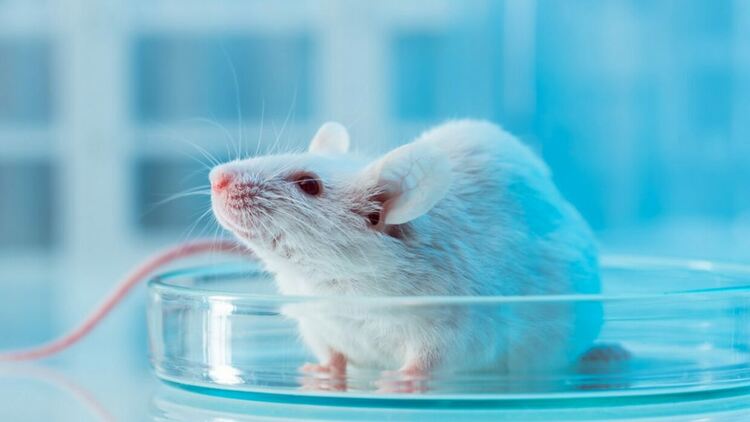 Не клонирайте клонинга на клонинга: Учени проведоха експеримент с ужасяващи резултати