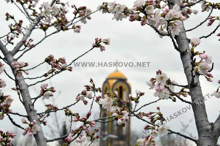 Японските вишни в Хасково разцъфнаха