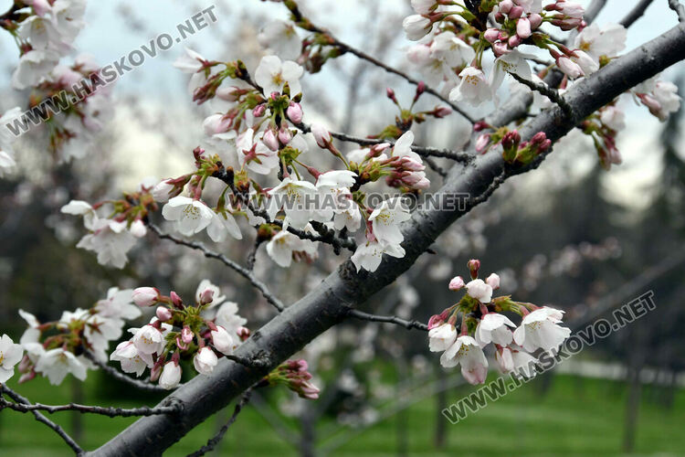 Японските вишни в Хасково разцъфнаха