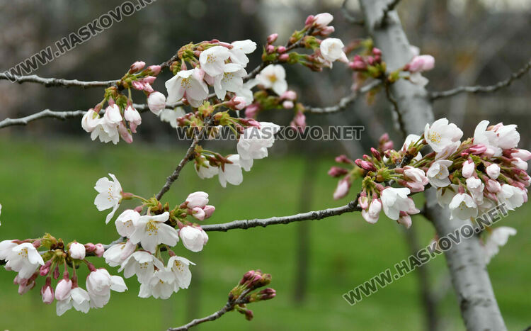 Японските вишни в Хасково разцъфнаха