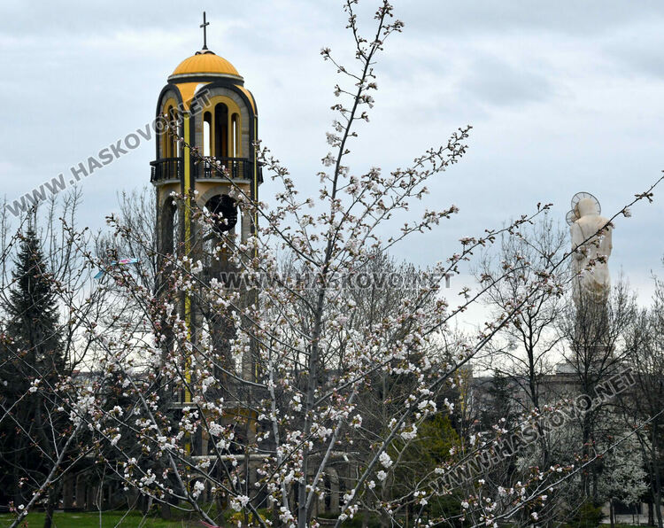 Японските вишни в Хасково разцъфнаха
