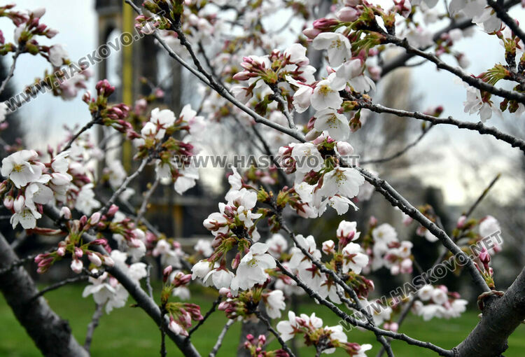 Японските вишни в Хасково разцъфнаха