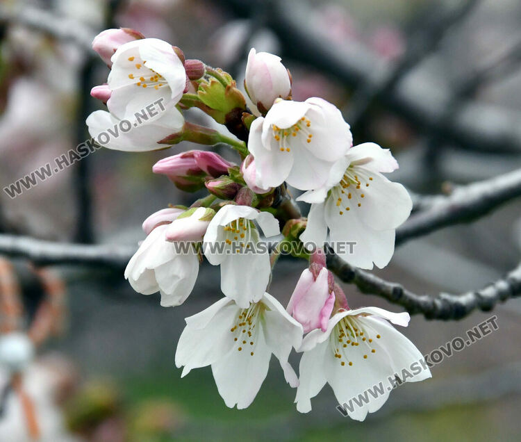 Японските вишни в Хасково разцъфнаха