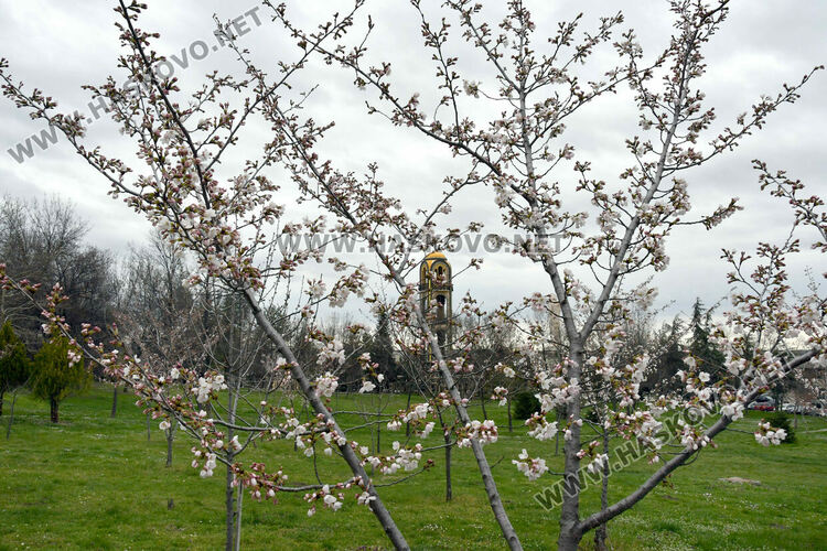 Японските вишни в Хасково разцъфнаха