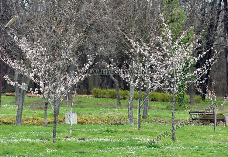 Японските вишни в Хасково разцъфнаха