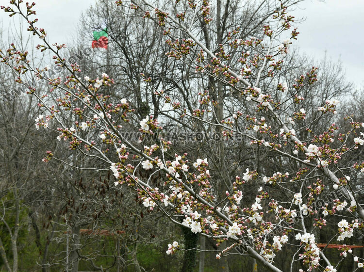 Японските вишни в Хасково разцъфнаха