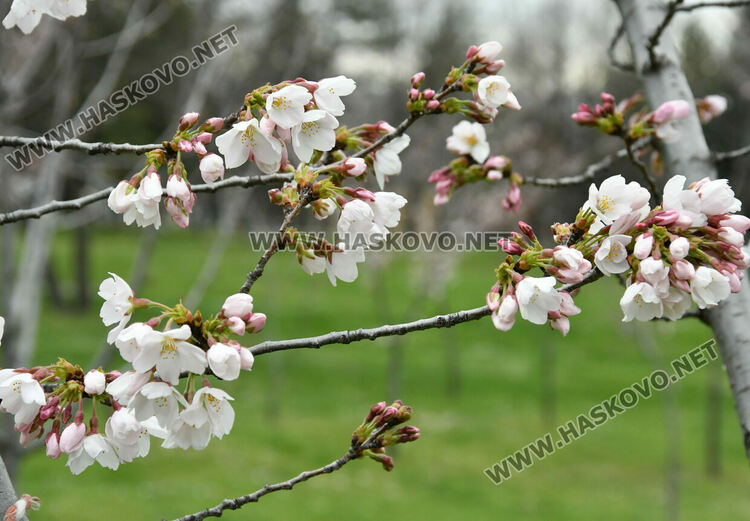 Японските вишни в Хасково разцъфнаха
