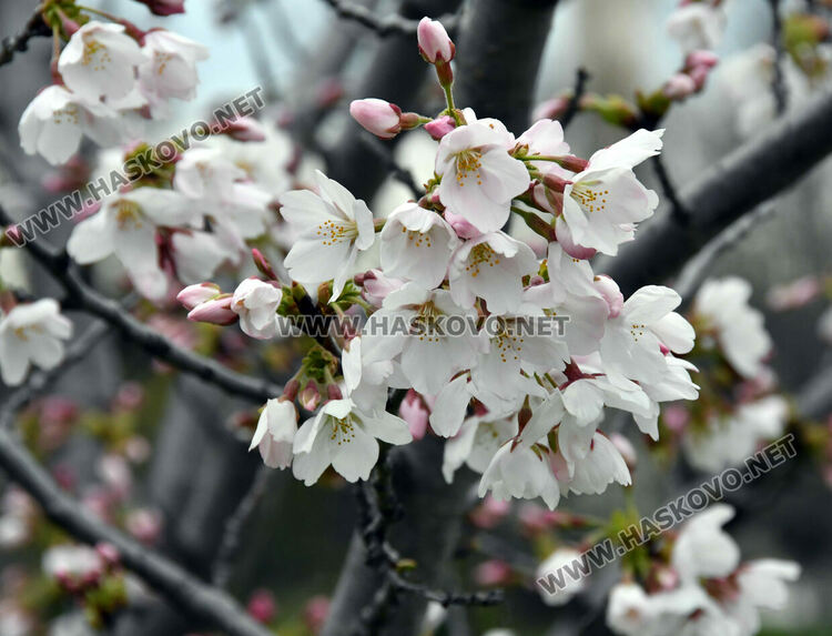 Японските вишни в Хасково разцъфнаха