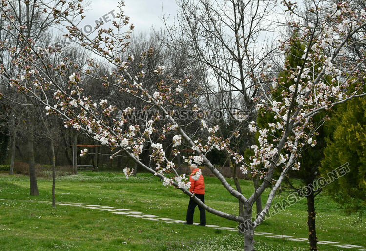 Японските вишни в Хасково разцъфнаха