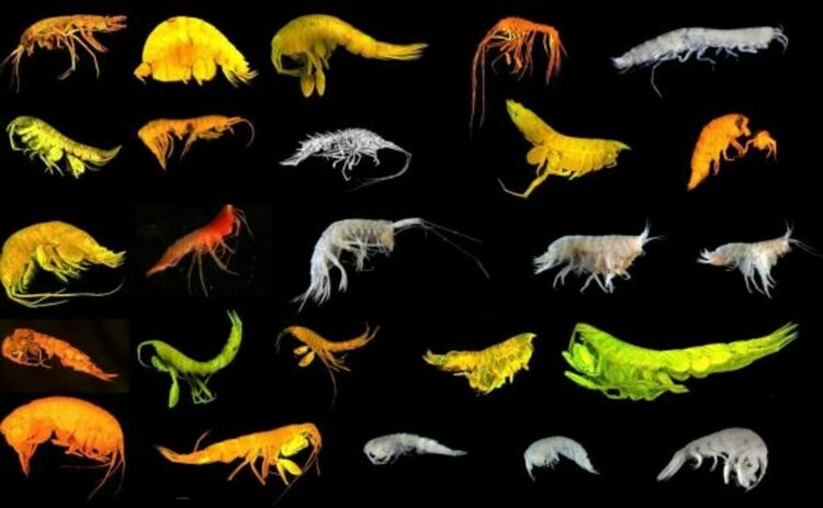 Колаж от 24-те нови вида амфиподи, идентифицирани в зоната Кларион-Клипъртън.