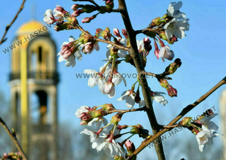 Пролетта в Хасково се завръща
