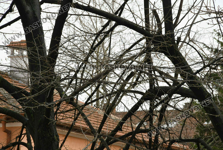 Окастриха опасно дърво в Хасково