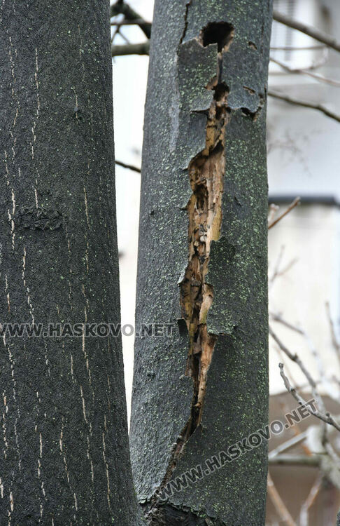 Окастриха опасно дърво в Хасково