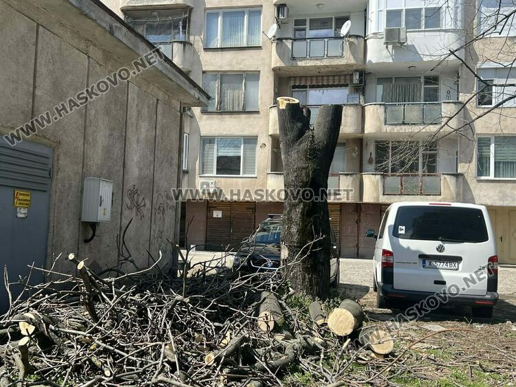 Окастриха опасно дърво в Хасково