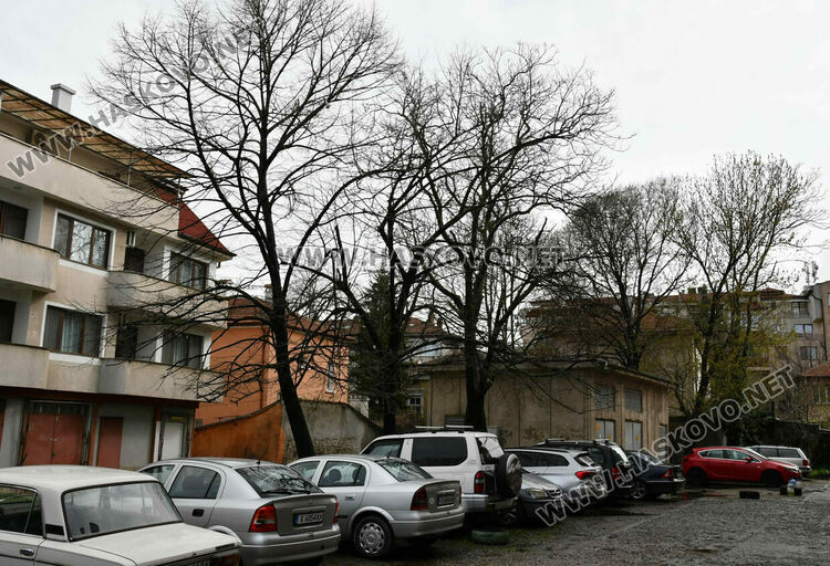 Окастриха опасно дърво в Хасково