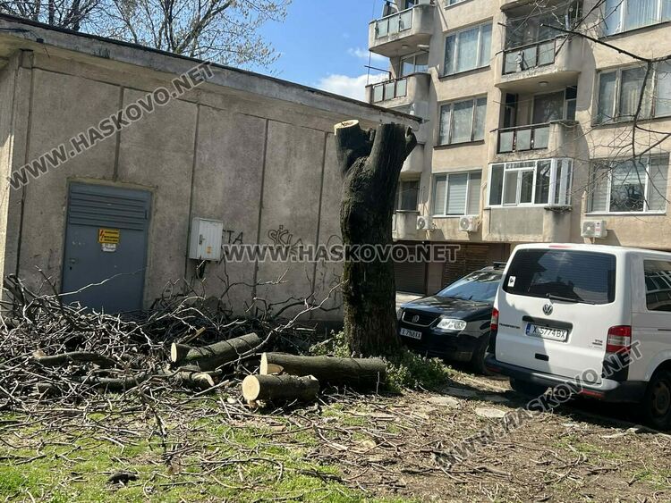 Окастриха опасно дърво в Хасково