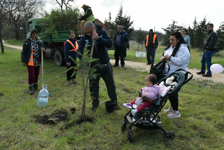 "Алеята на живота" в Димитровград се обогати с още 81 дръвчета