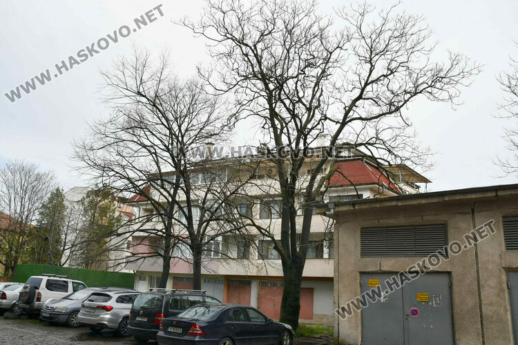 Окастриха опасно дърво в Хасково