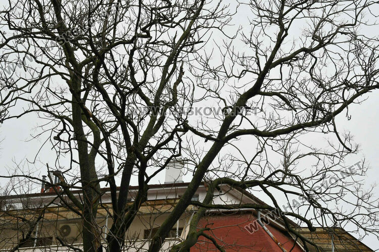 Окастриха опасно дърво в Хасково