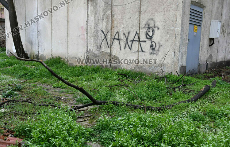 Окастриха опасно дърво в Хасково