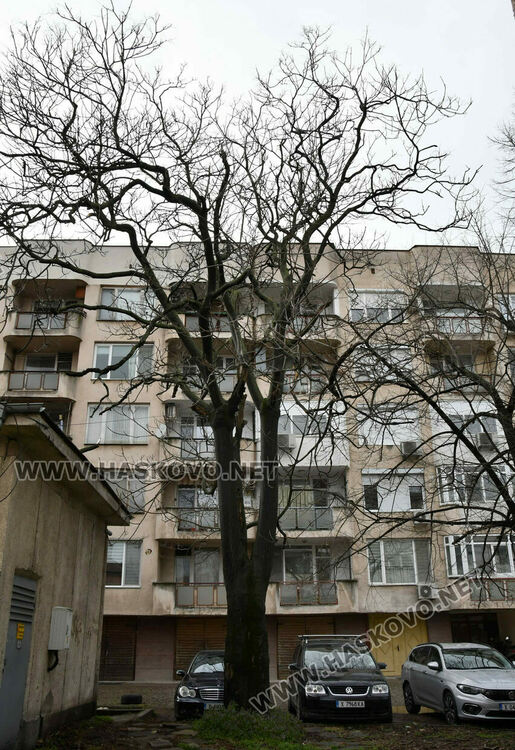 Окастриха опасно дърво в Хасково