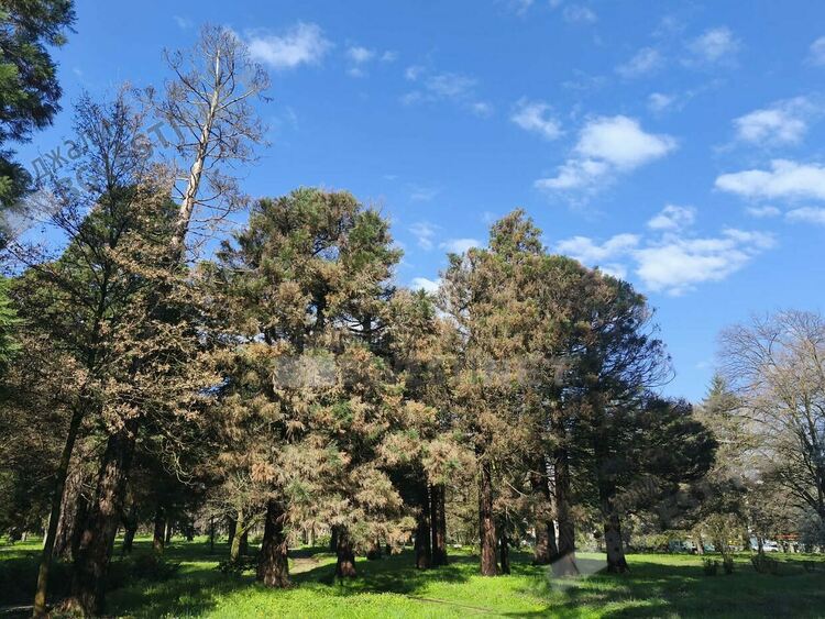 Слънчево и тихо време днес в Кърджали