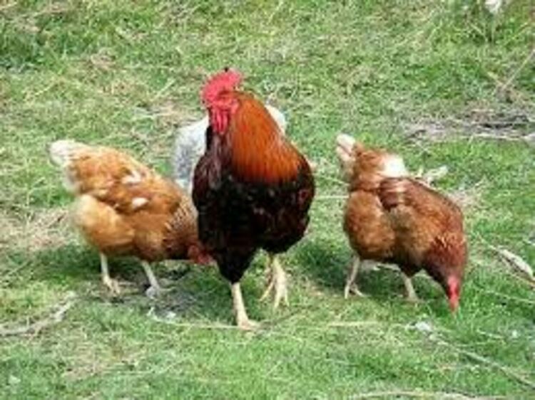 Забрана за биваци, къмпинги и паркиране в пасищата в Смолян! Край на  разхождането на кокошките по чуждите дворове