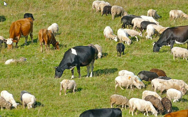 След някой ден може да ги няма...