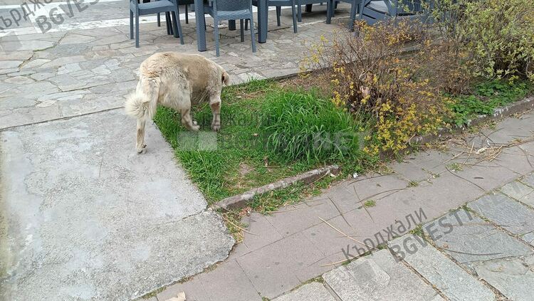Улични кучета нападнаха майка с бебе в Кърджали,тя реагира в социалните мрежи