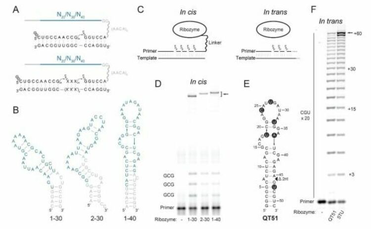 Откриване и еволюция на три малки полимеразни рибозимни мотива.