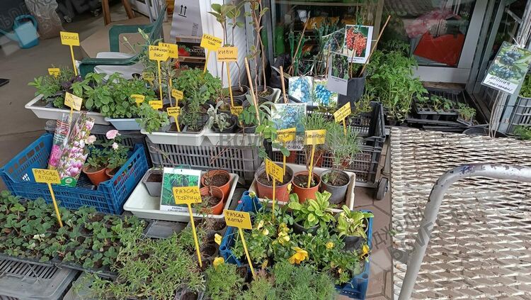 Разсадът за зеленчуци е най-предлаганата стока на Пазара на производителите в Кърджали