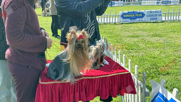 Над 1600 кучета и гости от цяла Европа: Димитровград е домакин на най-голямата международна киноложка изложба