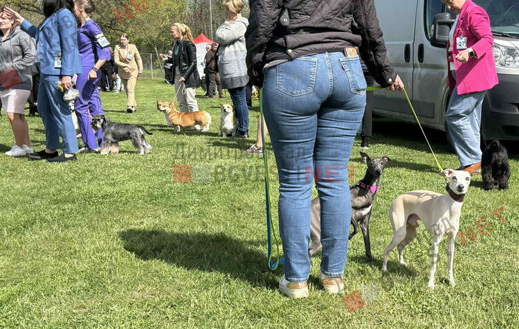 Над 1600 кучета и гости от цяла Европа: Димитровград е домакин на най-голямата международна киноложка изложба