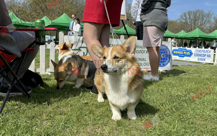 Над 1600 кучета и гости от цяла Европа: Димитровград е домакин на най-голямата международна киноложка изложба