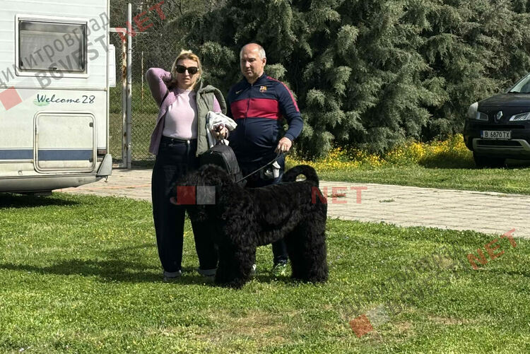 Над 1600 кучета и гости от цяла Европа: Димитровград е домакин на най-голямата международна киноложка изложба