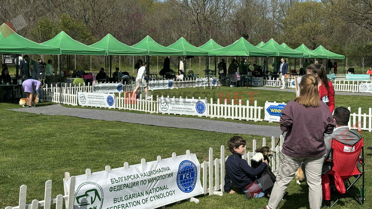 Над 1600 кучета и гости от цяла Европа: Димитровград е домакин на най-голямата международна киноложка изложба