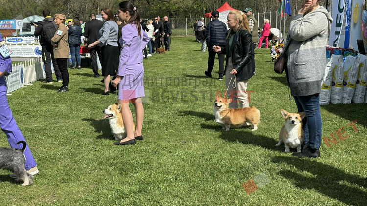 Над 1600 кучета и гости от цяла Европа: Димитровград е домакин на най-голямата международна киноложка изложба