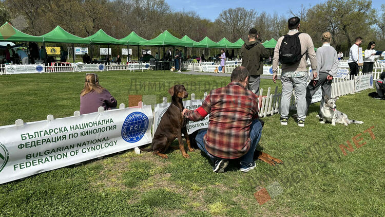 Над 1600 кучета и гости от цяла Европа: Димитровград е домакин на най-голямата международна киноложка изложба