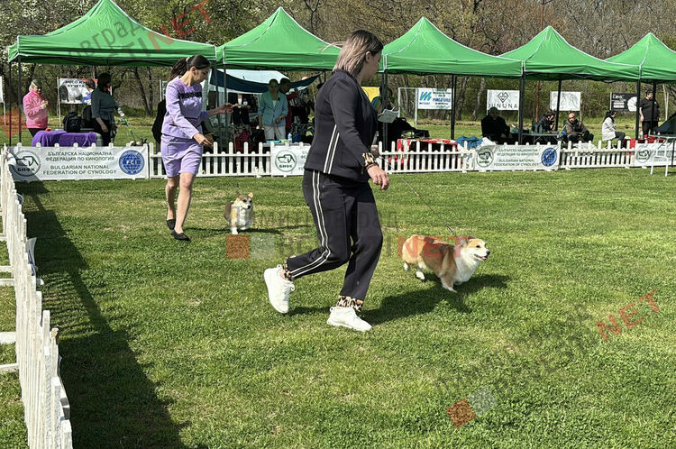 Над 1600 кучета и гости от цяла Европа: Димитровград е домакин на най-голямата международна киноложка изложба