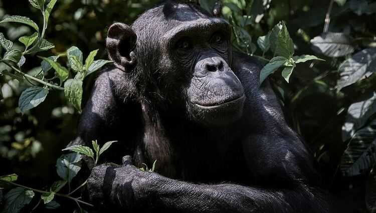 В Уганда бушува &bdquo;гражданска война&ldquo; между два клана шимпанзета