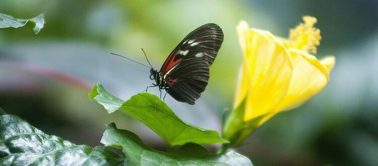 Променливо време в понеделник, на места дъжд, гръмотевици и условия за градушки