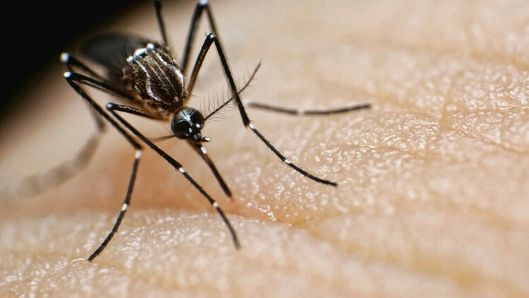 Появата на комари в Исландия е показател за екопроблеми, предупреждават учени