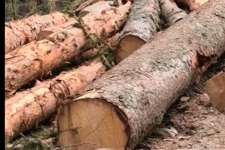 Агроминистърът показа спорна сеч на вековна гора в Родопите