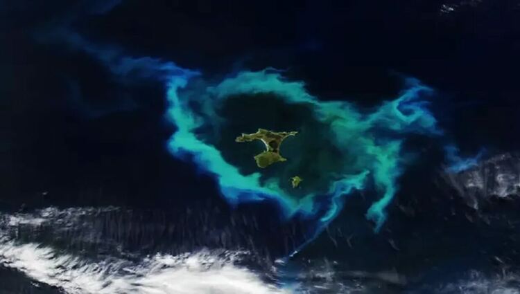 Ярко ореол от цъфтящ фитопланктон бе заснет около островите Чатам през януари 2026 г. 