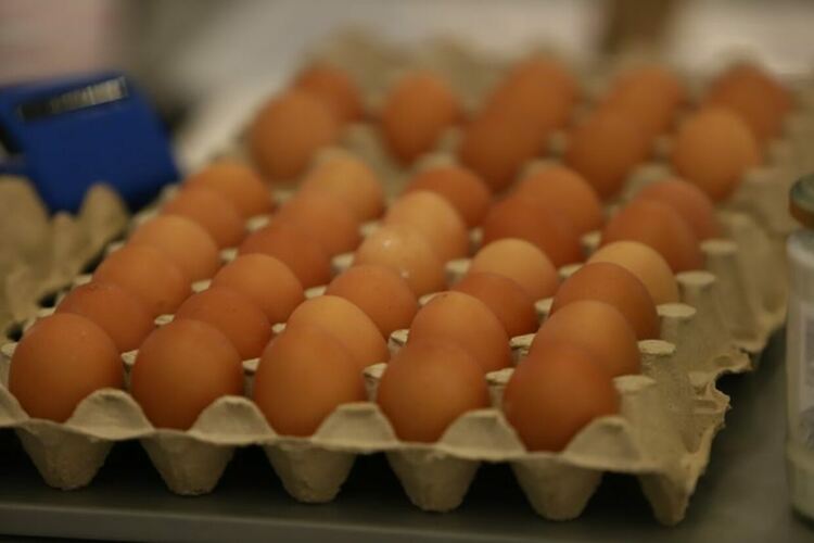 В проекта са записани конкретни количествени лимити, например до 2000 кг мед годишно, до 52 000 яйца годишно (или 2100 щраусови яйца), до 5000 кг риба годишно.