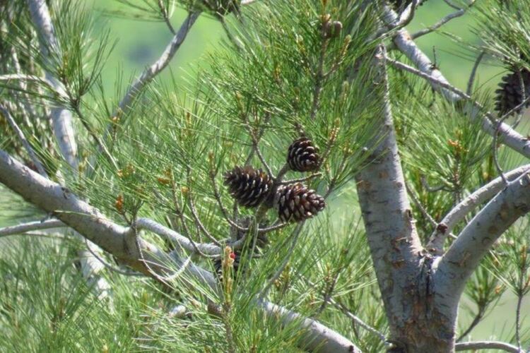 Разширяват обхвата на защитени местности в хасковско
