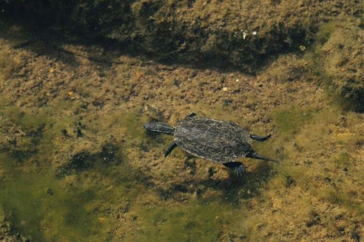 Разширяват обхвата на защитени местности в хасковско