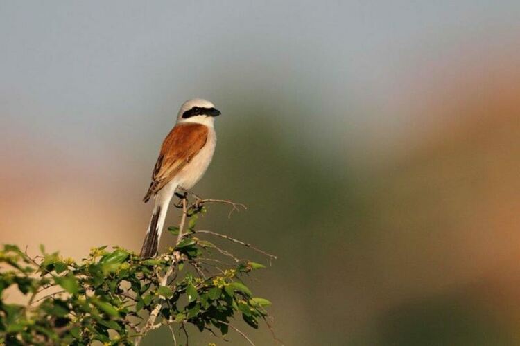 Разширяват обхвата на защитени местности в хасковско